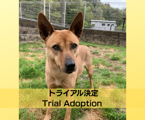 パイン