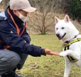 Prospect - Paw Protector