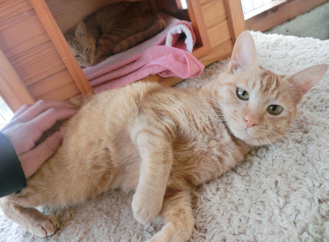トラミ - Animal Refuge Kansai