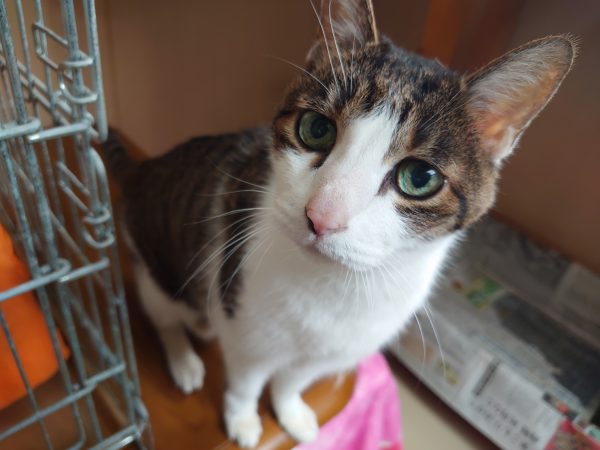 マロン