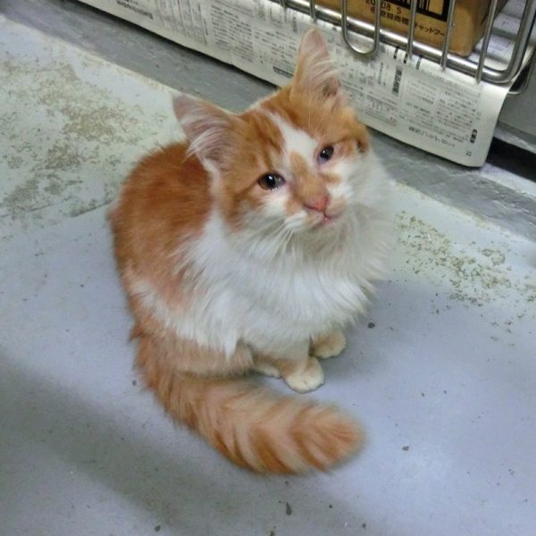 ひふみ