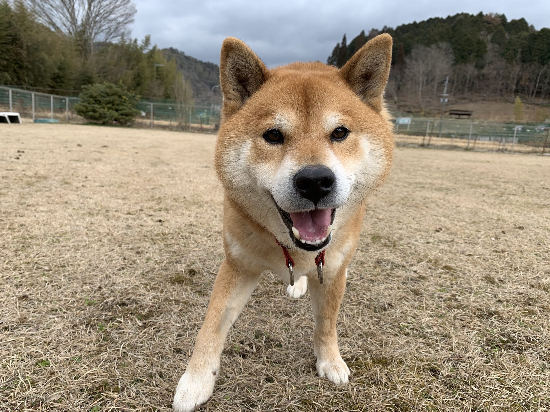 雷電 - Animal Refuge Kansai