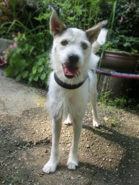 Yagi