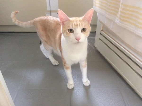 バトー
