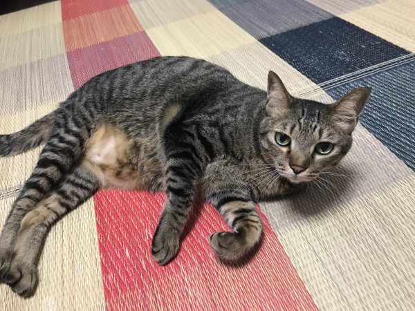 チムニー