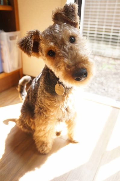 Little Brillo