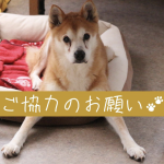 タオルのご寄付のご協力をお願いいたします！