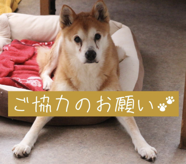 タオルのご寄付のご協力をお願いいたします!
