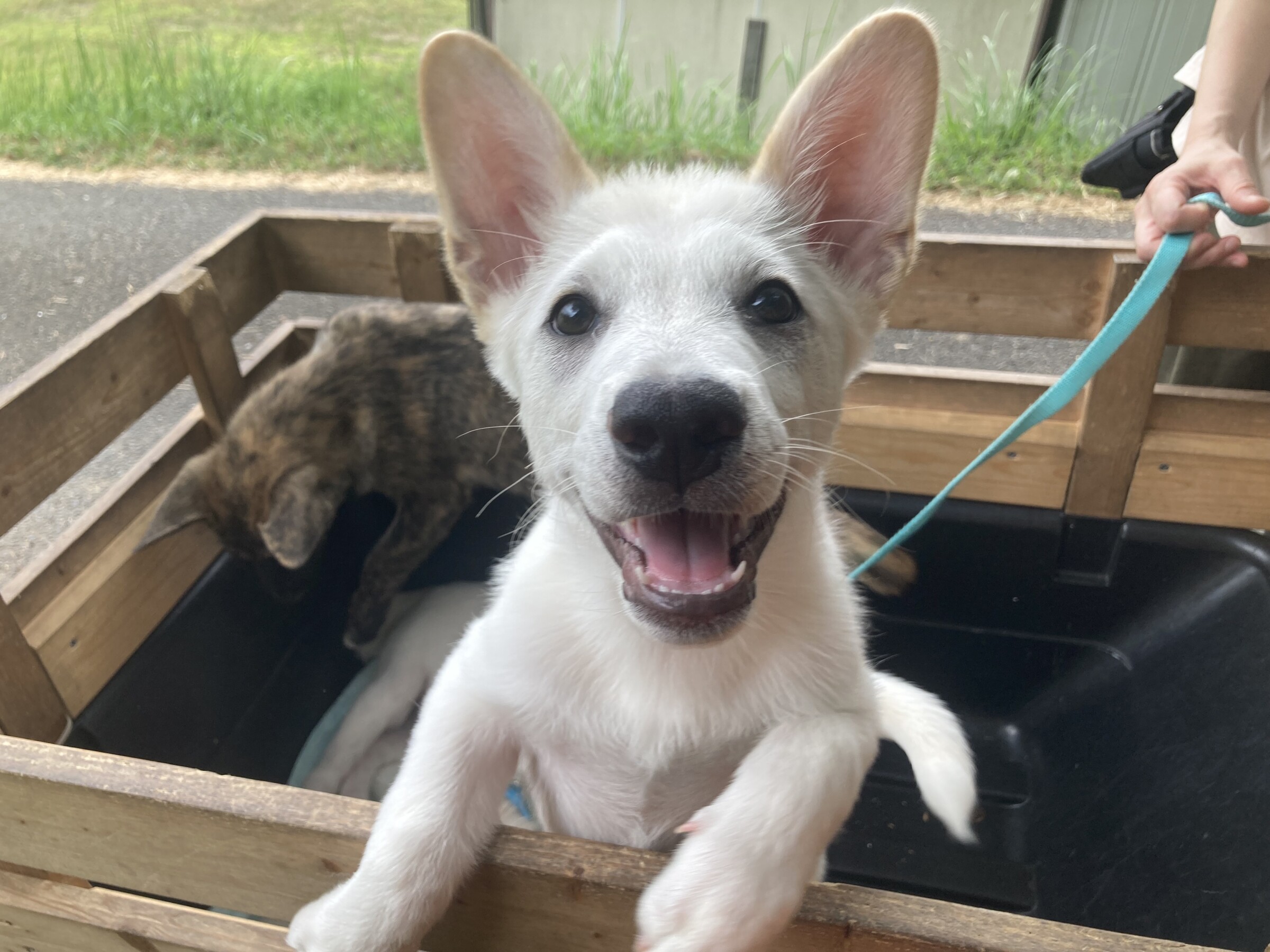 Adonis - Animal Refuge Kansai