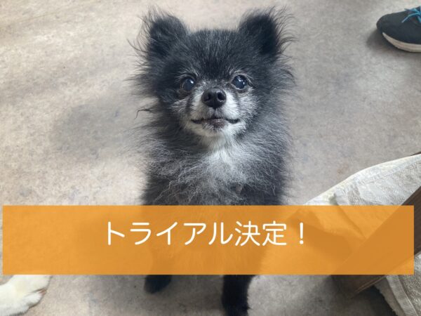 キャスパー