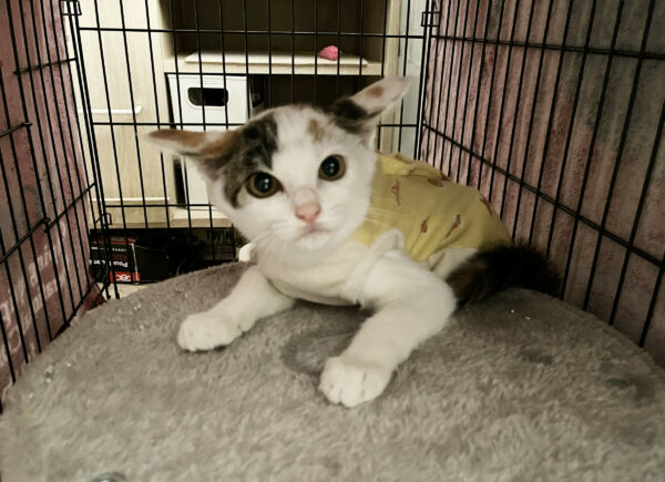 ビスコッティ