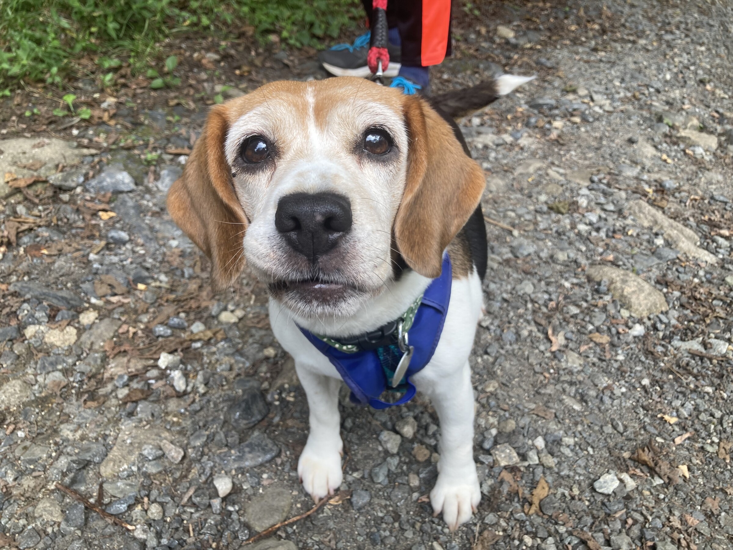 レイニー Animal Refuge Kansai