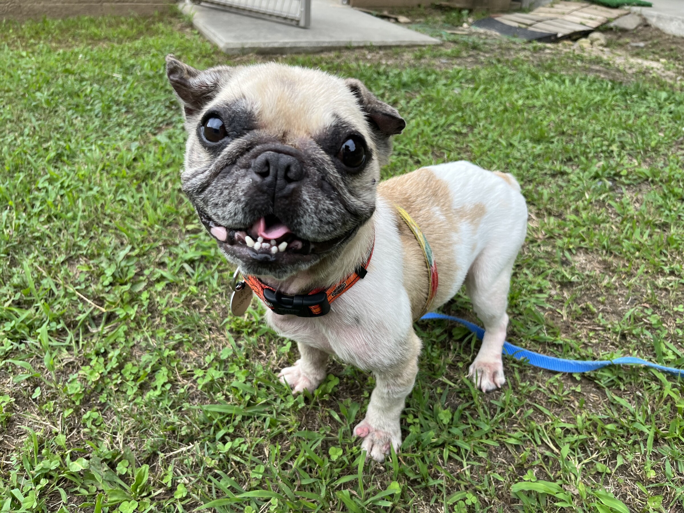 トスカ Animal Refuge Kansai