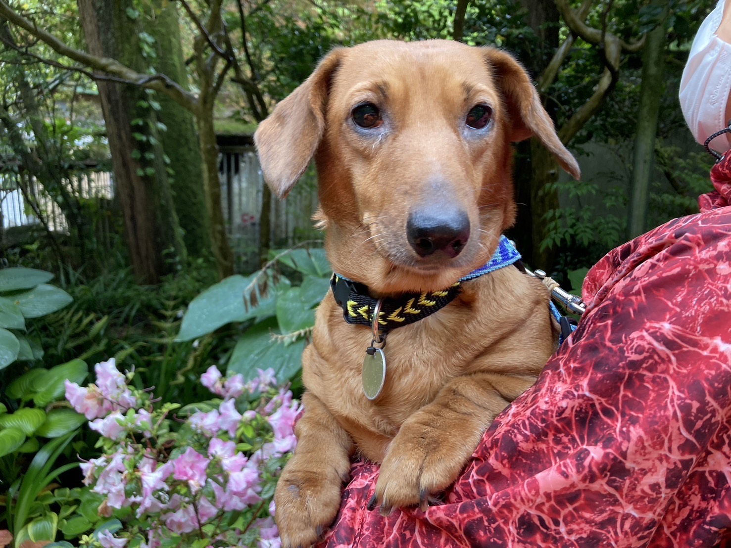 アラベラ Animal Refuge Kansai