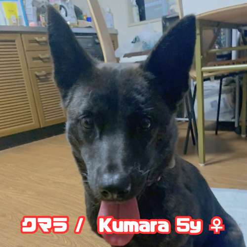 【Sep 28】Tokyo ARK Adoption Fair! at K9 Natural Japan Animal Refuge Kansai