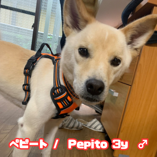 【Sep 28】Tokyo ARK Adoption Fair! at K9 Natural Japan Animal Refuge Kansai