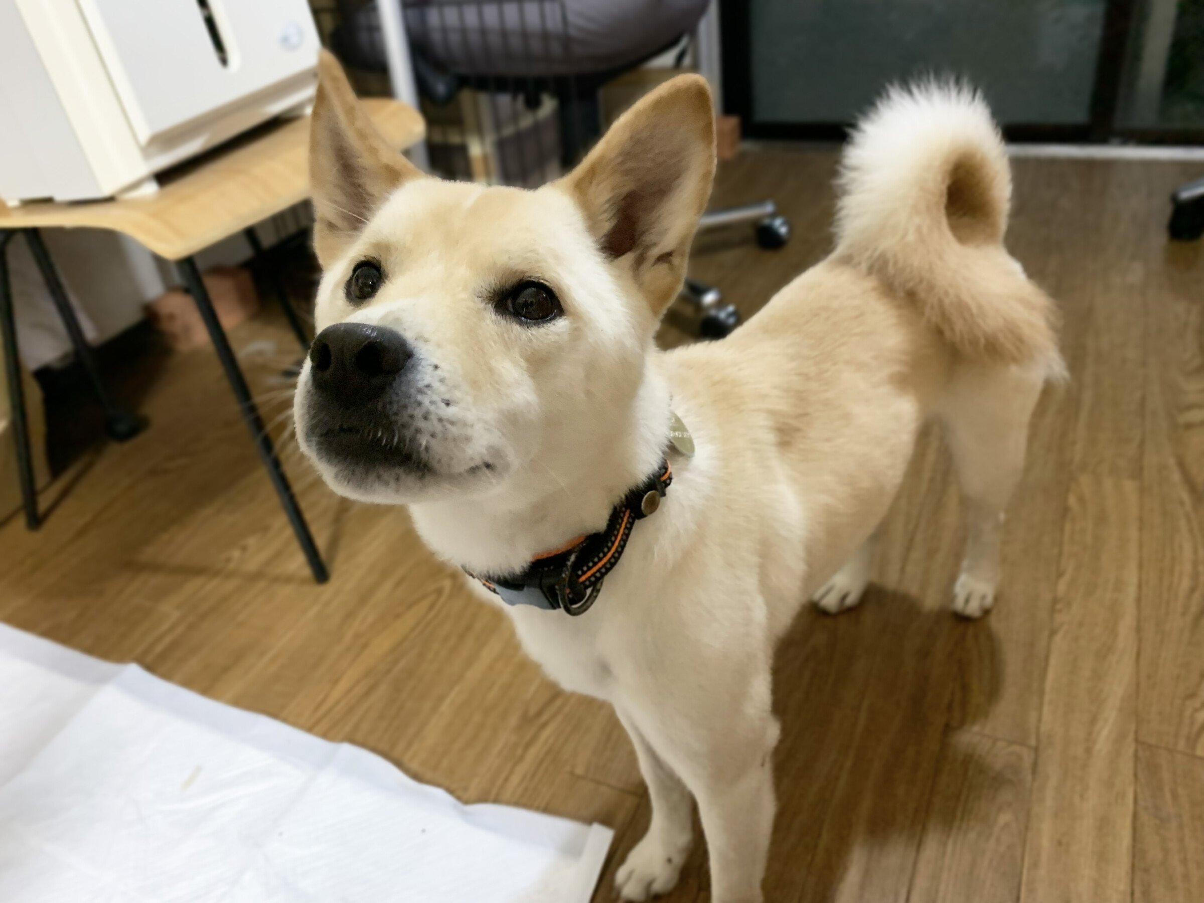 ペピート - Animal Refuge Kansai, image size:2400x1800