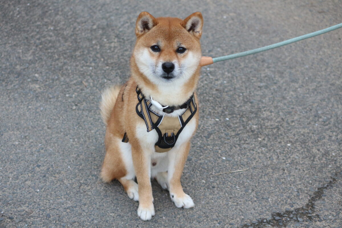 フォレスト - Animal Refuge Kansai