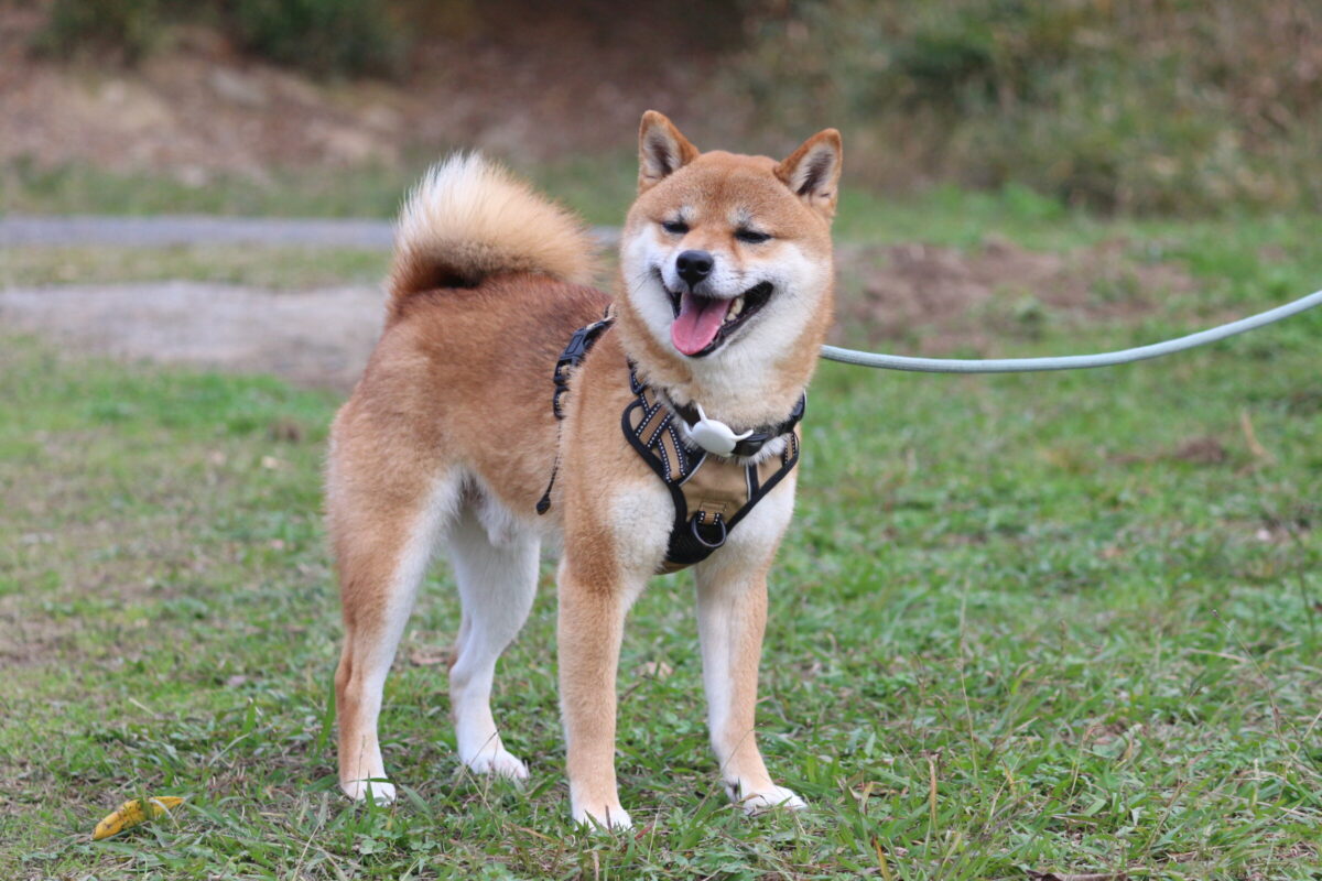 フォレスト - Animal Refuge Kansai