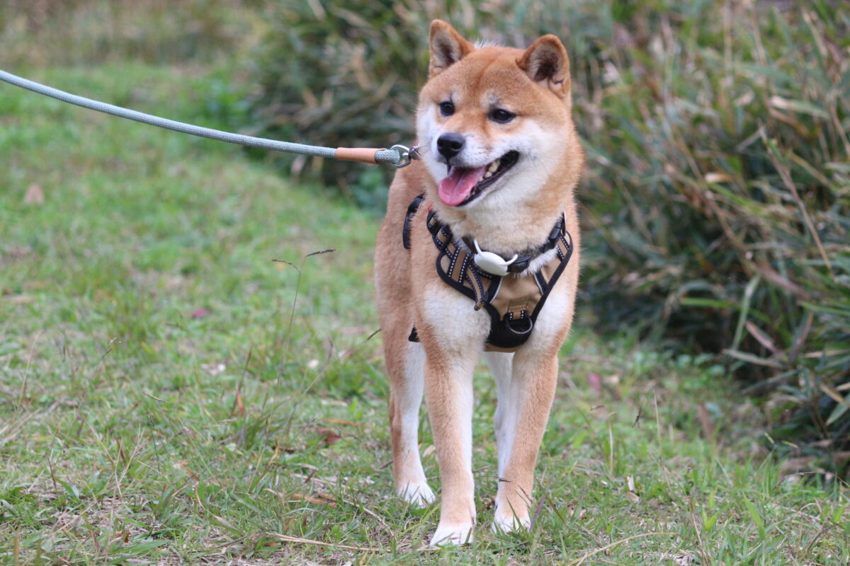 フォレスト - Animal Refuge Kansai