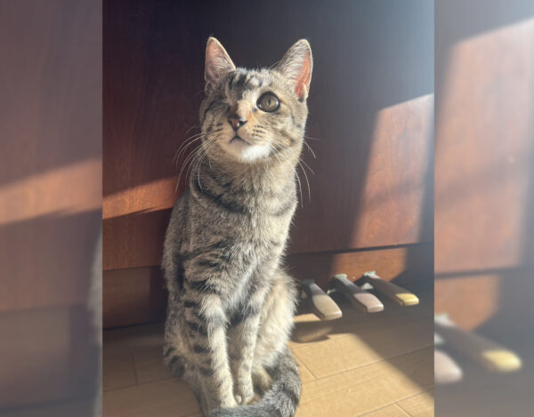 クラリネット