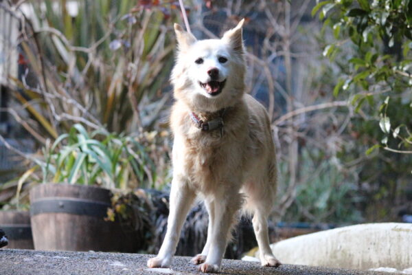 Cheyenne