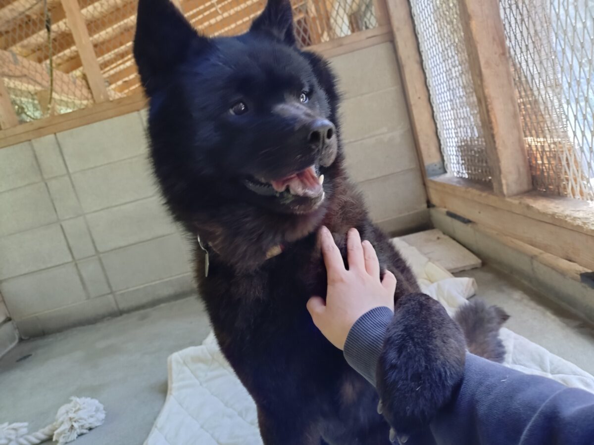くますけ - Animal Refuge Kansai