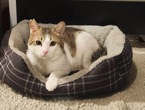 Fig