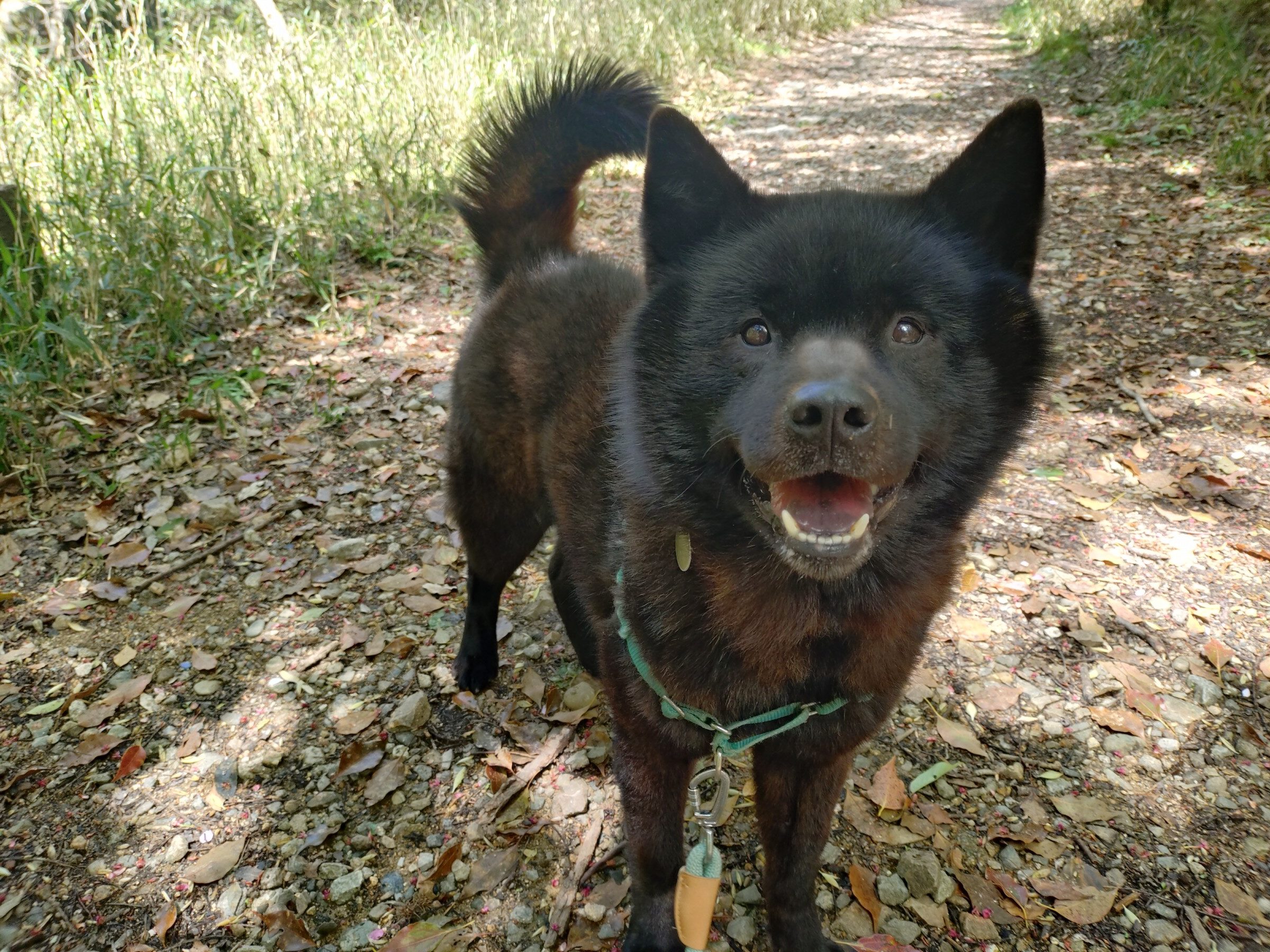 くますけ - Animal Refuge Kansai