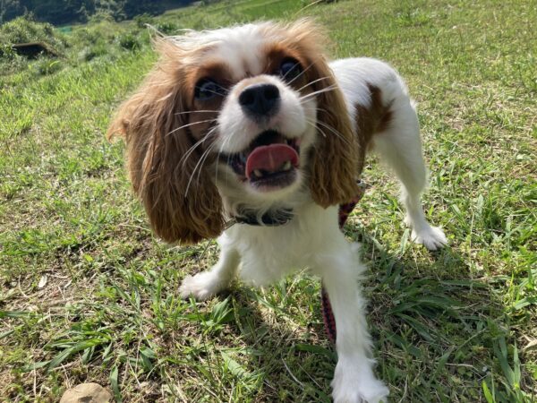 バターカップ