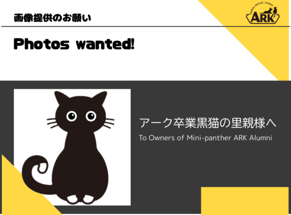 Photos of black cats wanted for a card game project