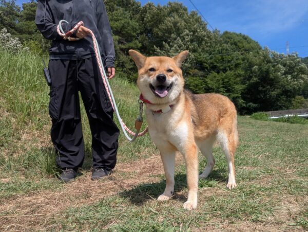 あわ