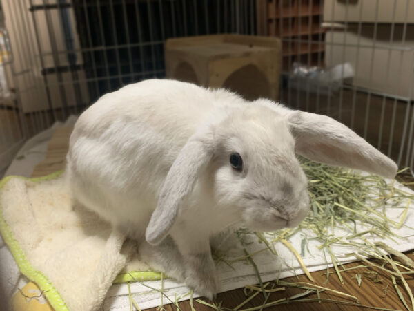ハン・ソロ