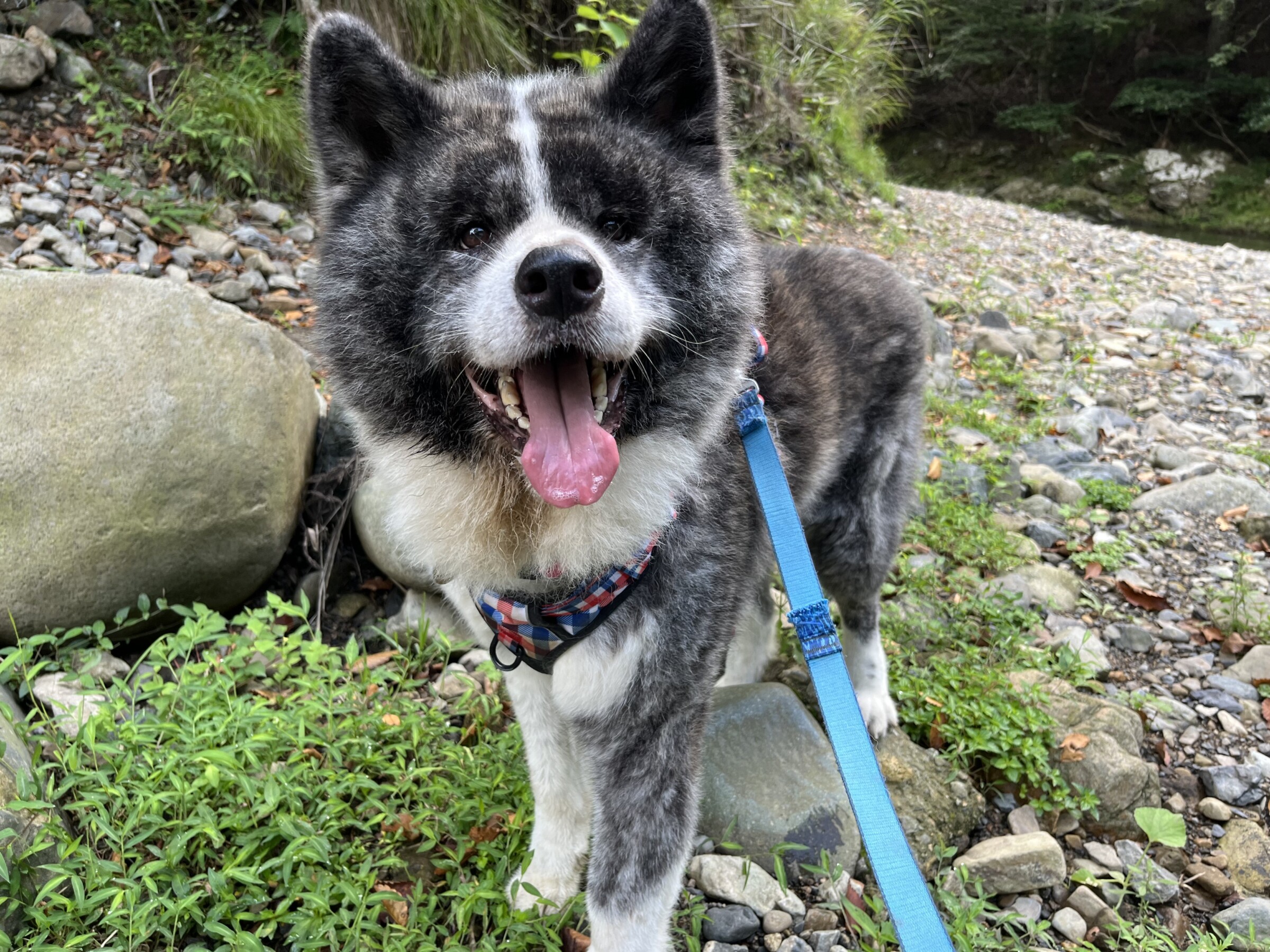 アラキ - Animal Refuge Kansai