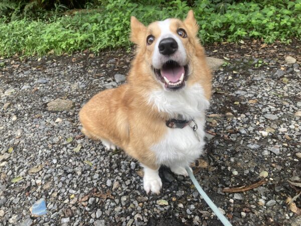 ウェールズ