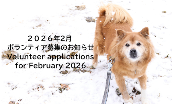Volunteer applications for February 2026