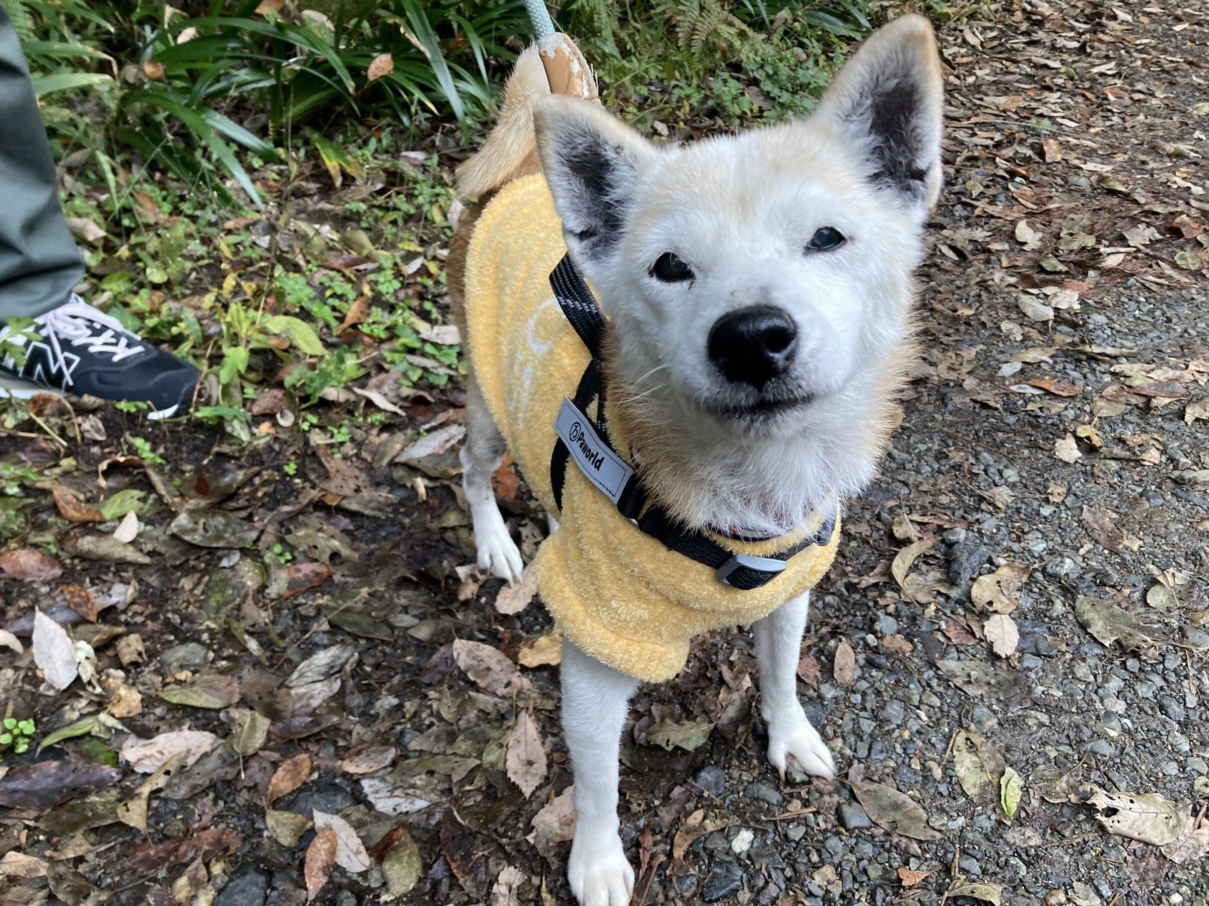 さち - Animal Refuge Kansai