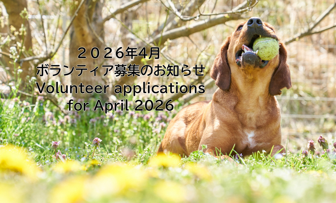 Volunteer applications for April 2026