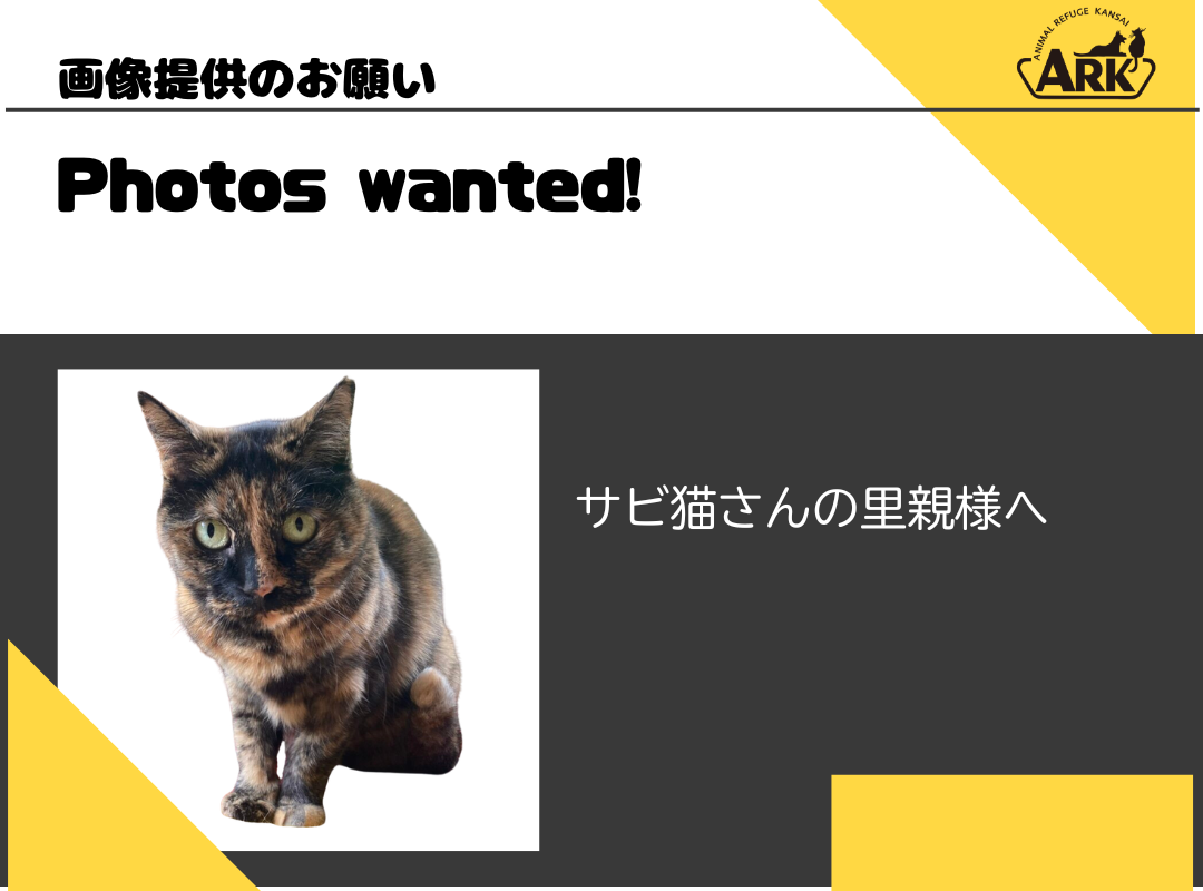 「サビ猫」デザインのカードゲーム作成のための画像募集