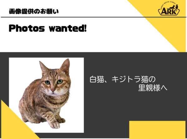 「白猫」、「キジトラ猫」デザインのカードゲーム作成のための画像募集