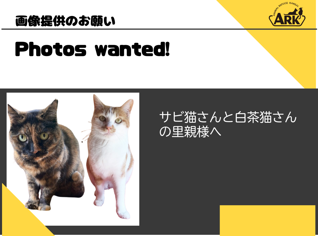 「サビ猫」、「白茶猫」デザインのカードゲーム作成のための画像募集