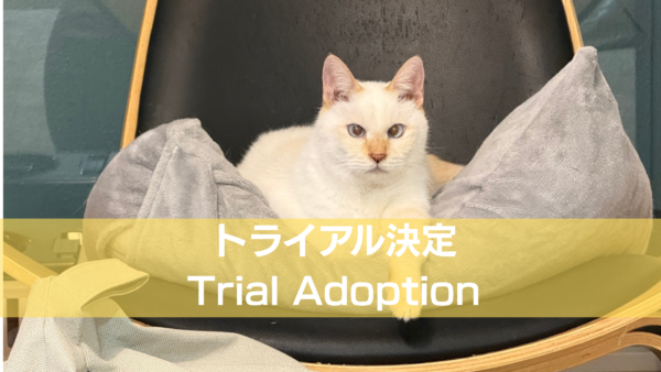 トースト