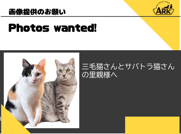 「ミケ猫」、「サバトラ猫」デザインのカードゲーム作成のための画像募集