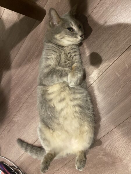 Bagel