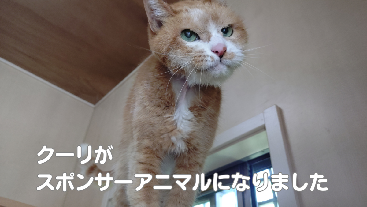 アニマルレフュージ関西 | Caring. Rescuing. Rehoming