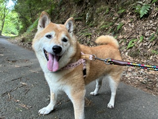 夏実