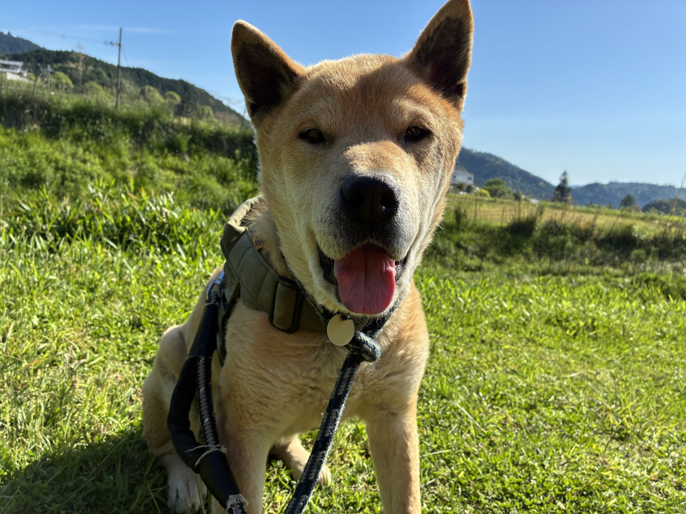 Aki - Animal Refuge Kansai