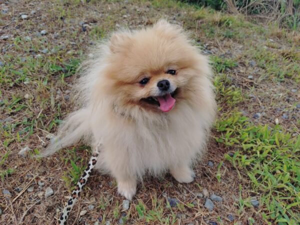 ひまわり