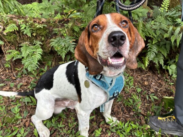 ザータ