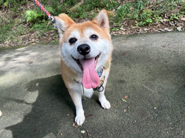 ヘーゼル